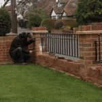 A domestic, metal railing