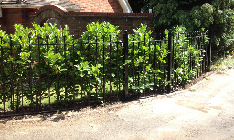 A metal gated railing amongst shrubbery